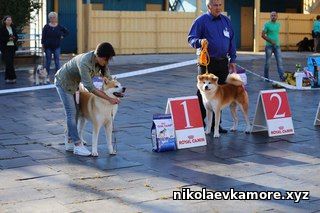 Николаевка выставка собак